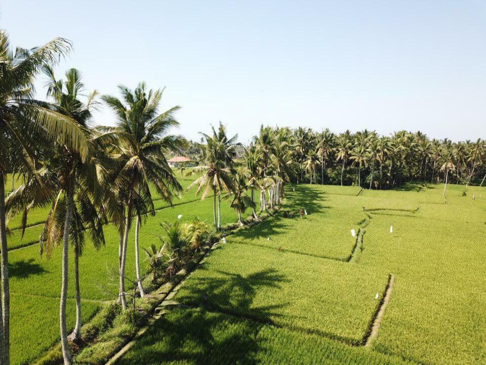 The Sawah Resort & Villa Ubud Exterior foto